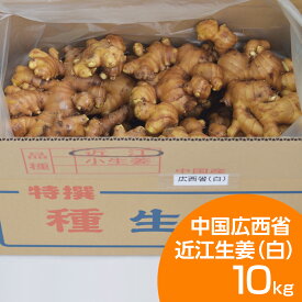 種生姜 中国広西省近江生姜（白）10kg
