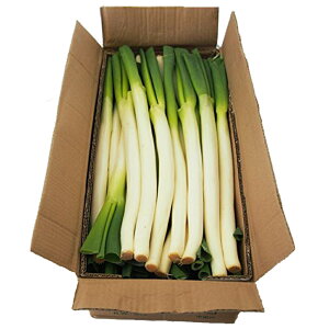 75 長ネギ 一本 グラム