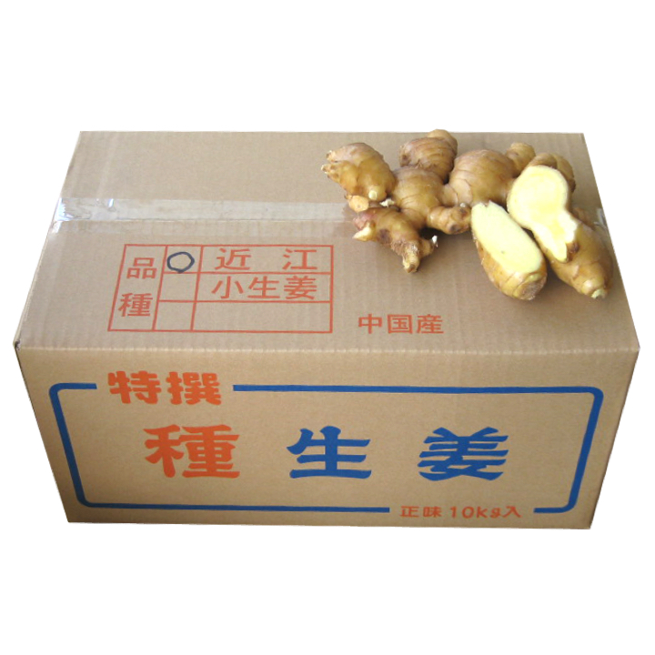 中国産 近江生姜 黄 10kg 生姜種 たね生姜 生姜の種 生姜栽培 ショウガ