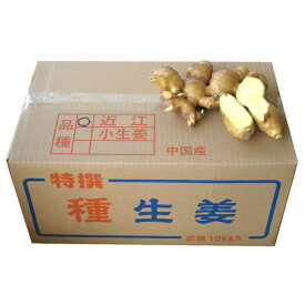 種生姜 中国産近江生姜（黄）10kg