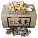 種生姜 高知県産近江生姜（白）10kg