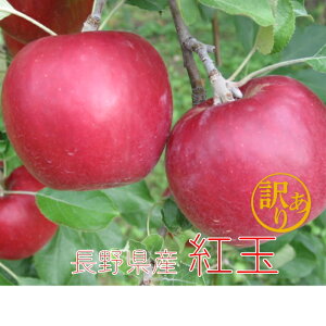 󂠂 LY Hp  َq蒷쌧Y g  4.5kgi16|23ʁj