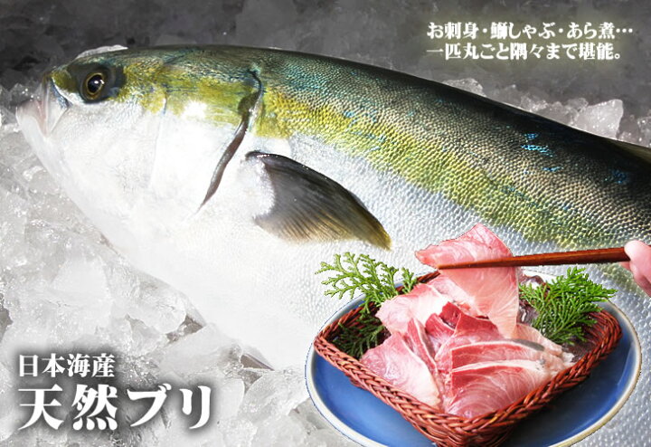 楽天市場 送料無料 スピード出荷 日本海産 天然ブリ 生 1匹 3ｋｇ前後 お刺身 ブリ大根 本物を追求する フォーシーズン
