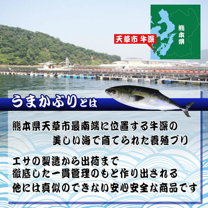 楽天市場 送料無料 うまかぶり 寒ブリ 養殖 1匹 5kg前後 活締め お刺身 ブリしゃぶ 鳥取の醤油 大山むらさき １本プレゼント 鰤 ブリ ブリ大根 ギフト プレゼント 本物を追求する フォーシーズン