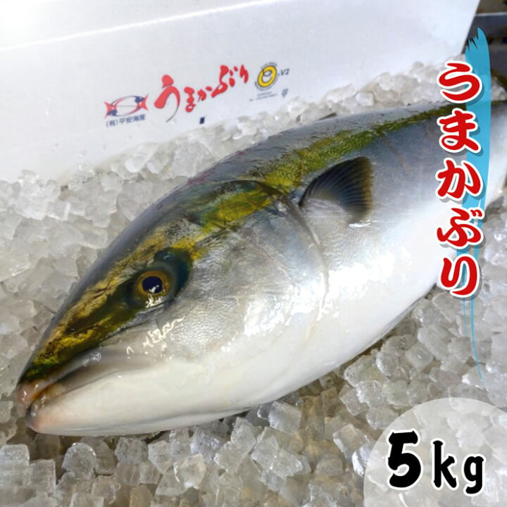 楽天市場 送料無料 うまかぶり 寒ブリ 養殖 1匹 5kg前後 活締め お刺身 ブリしゃぶ 鳥取の醤油 大山むらさき １本プレゼント 鰤 ブリ ブリ大根 ギフト プレゼント 本物を追求する フォーシーズン