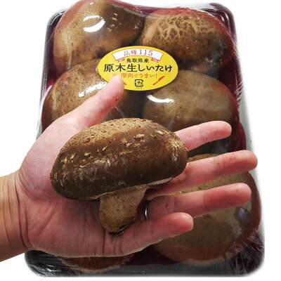 楽天市場 鳥取県産 品種115 原木生しいたけ 椎茸 肉厚ジャンボサイズ6 8本入り 冷蔵便 送料無料 菌興115号 茸王 たけおう 1月上旬以降出荷予定 本物を追求する フォーシーズン