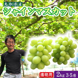 【予約販売】シャインマスカット【幸田ぶどう園】【進物用】約2kgセット（3-5房入で約2kg入）送料無料【鳥取県産】同梱不可商品[常温]【9月中旬以降予約受付順出荷】