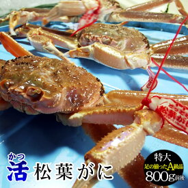 【予約販売】【[発送時に活きている]活松葉がに[タグ付：贈答用]特大　1枚(800g前後)【送料無料】松葉ガニ　まつば　蟹　カニ　かに【楽ギフ_のし】松葉 ガニ【11月中旬以降漁が有り次第予約順出荷】