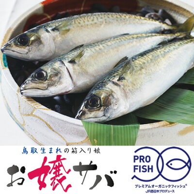 お嬢サバ