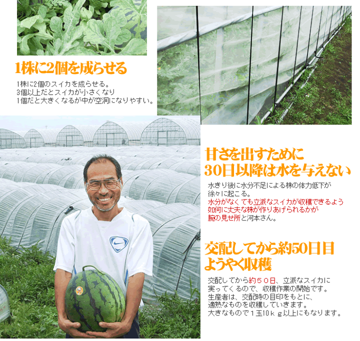 【激安】西瓜寿　アトロフスカミュータント　大群生　巨大株　極上品　最高級品　裏窓 激安】西瓜寿 アトロフスカミュータント 大群生 巨大株 極上品