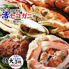 【予約販売】【発送時に脚が揃い活きているA級品】[活生]（特大サイズ）活セコガニ（親がに・勢子がに)【進物用】3枚セット(200g前後が3枚入)【送料無料】 せいこ蟹 カニ かに【到着日指定不可】【11月中旬以降予約順出荷予定】ss1204
