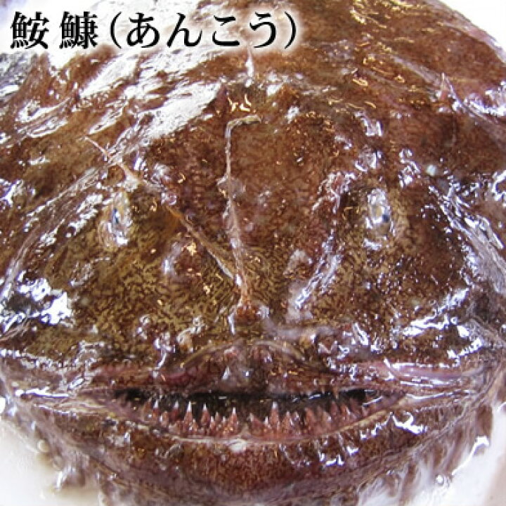 楽天市場 送料無料 スピード出荷 鳥取県産 鮟鱇 あんこう 生 特大 1匹 8ｋｇ前後 希望者のみ捌き1080円 アンコウ鍋 唐揚げ 本物を追求する フォーシーズン