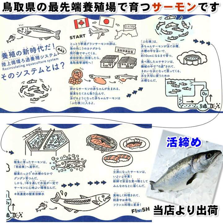 楽天市場 送料無料 とっとり琴浦グランサーモン 養殖 トラウトサーモン 1匹 1 5 2kg程度 活締め 冷蔵便 鳥取県産 本物を追求する フォーシーズン