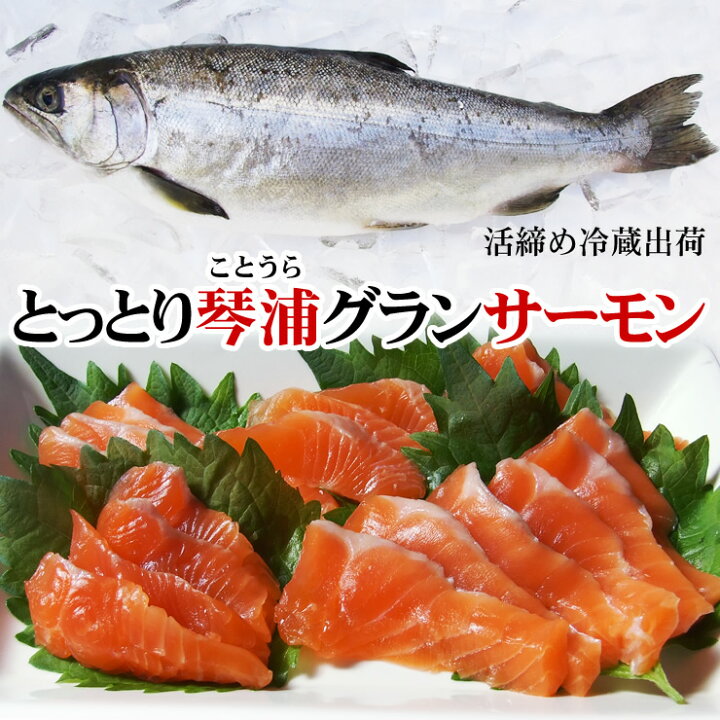 楽天市場 送料無料 とっとり琴浦グランサーモン 養殖 トラウトサーモン 1匹 1 5 2kg程度 活締め 冷蔵便 鳥取県産 本物を追求する フォーシーズン