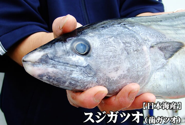 楽天市場 送料無料 スピード出荷 鳥取県産 スジカツオ ハガツオ 生 1匹 3kg前後 お刺身 焼き物 本物を追求する フォーシーズン