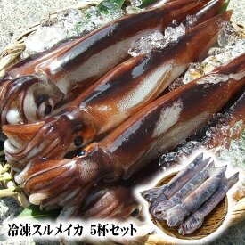【送料無料 5杯入り！】冷凍 スルメイカ5杯セット[冷凍]お刺身用【急速冷凍】するめいか・むぎいか シマメイカ しまめいか バーベキュー ssfs20250304