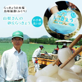 『予約』本場福部(ふくべ)産『山根さんの砂丘らっきょう 洗い』1kg（S-Mサイズ）[常温]1配送先3セットご注文で送料サービス[らっきょう酢のみ同梱可能] 鳥取らっきょう ラッキョウ　らっきょう鳥取【5月中旬以降予約順発送予定】