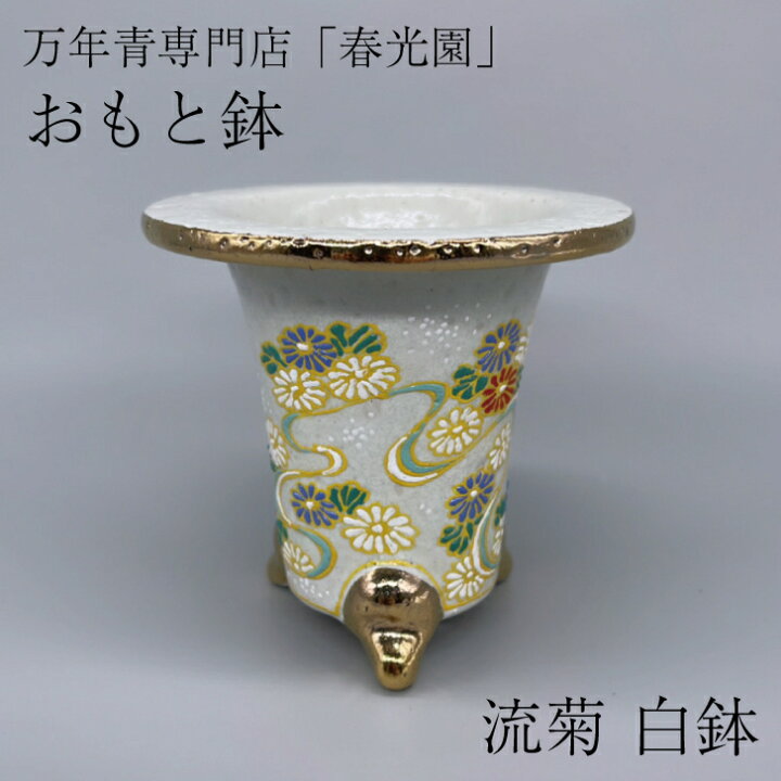 楽天市場】◇万年青鉢（おもと鉢）◇愛楽園製 錦鉢 万年青専門店 春光