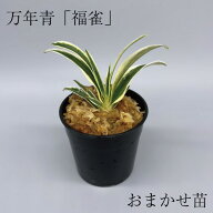 ◇福雀（おまかせ苗）◇ 万年青 引っ越し万年青 獅子万年青 開運植物 鉢植え オモト 引っ越しおもと 趣味…