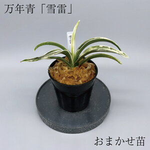 ◇雪雷(おまかせ苗)◇ 万年青 引っ越し万年青 獅子万年青 開運植物 鉢植え オモト 引っ越しおもと 趣味おもと 高級万年青 高級おもと