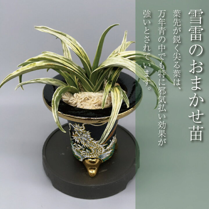楽天市場】◇雪雷（おまかせ苗）◇ 万年青 引っ越し万年青 獅子万年青  