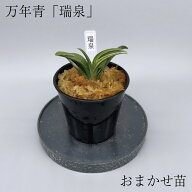 ◇瑞泉（おまかせ苗）◇ 万年青 引っ越し万年青 獅子万年青 開運植物 鉢植え オモト 引っ越しおもと 趣味…