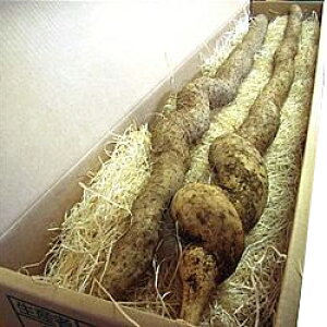 R(˂񂶂)2{1.4kgO 錧Y