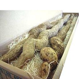 自然薯(じねんじょ)3本入約2.1kg 茨城県産