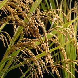 米 白米 10kg 2024年産 新米！！ 北条米