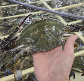 送料無料 愛知県 活〆 渡り蟹 ワタリガニ ガザミ オス 2kg 5匹から9匹