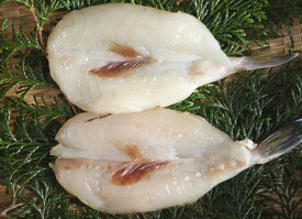 愛知県産 まると水産 謹製 サバフグの干物 【ふぐ ふぐ干物】（中・小）4-6枚