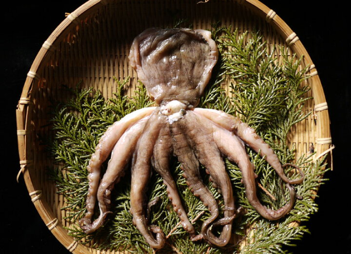 楽天市場 愛知 豊浜産 まると水産 真だこの干物 たこ ひもの 小 1枚 150ｇ 前後 たこ飯 干物でたこ飯 無添加 まると水産