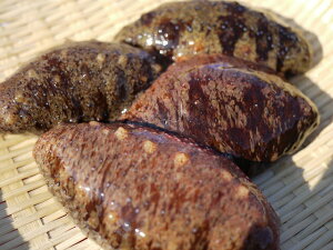 12月1日 解禁 送料無料 伊勢湾産 活 赤ナマコ 赤なまこ 海鼠 海参 このわた 1kg 4匹以上 まると水産 活きたままお届けします 楽天ランキング 品質に自信あり