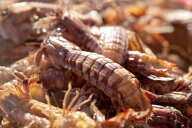 送料無料 愛知 豊浜産 まると水産 浜茹で ボイル蝦蛄 シャコ しゃこ 1kg 中小70-80匹 前後 ※指定日不可