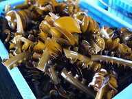 愛知 豊浜漁港直送 生めかぶ（養殖） 3kg