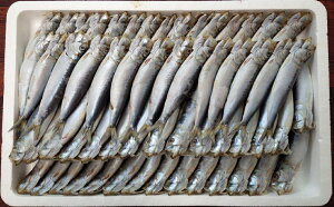  m LlY ܂ƐY ^킵 ۊ 2kg i50COjY А