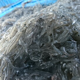 送料無料　愛知県産 生しらす　(冷凍) 200g 5P 無添加 急速冷凍