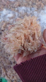 送料無料 愛知県産 あみの塩辛 あみ塩辛 1kg　500g　2袋 アキアミ キムチ 韓国 韓国食材 無添加