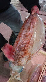 【送料無料】愛知県産 冷凍 アオリイカ あおりいか 1.5kg 南知多 豊浜 刺身 真空