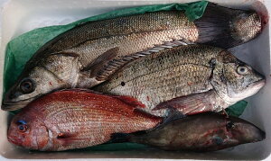 yz5 ڗ mY VR n I N{bNX