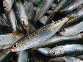 【送料無料】愛知県産 社長の目利き 天然 真いわし 鰯 イワシ 3kg 90匹前後 とれたて直送