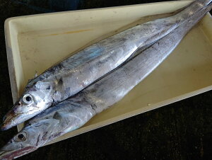 �������� ���m���Y ������ 1kg �^�`�E�I �h���S�� �_�� �V�R ���[�e�� �ł�E�}�Y����