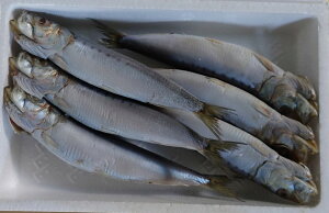  m LlY ܂ƐY ^킵ۊ 6 8 v 48C  킵 JVE