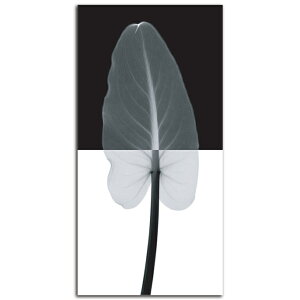 �G�� �c�� ���� �� Calla Leaf I SIZE mm 650*1350 ������� �Ǌ|�� �G �ʐ^ �C���e���A �@�ה� �����g�Q�� �A�[�g �؍�