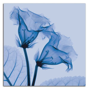 �y����N�[�|���z�z���z �G�� ���� �� Gloxinia SIZE mm 590*590 ������� �Ǌ|�� �G �ʐ^ �C���e���A �@�ה� �����g�Q�� �A�[�g �؍�