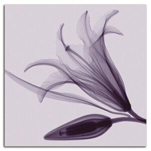 �G�� ���� �� Lily&Bud SIZE mm 590*590 ������� �Ǌ|�� �G �ʐ^ �C���e���A �@�ה� �����g�Q�� �A�[�g �؍�