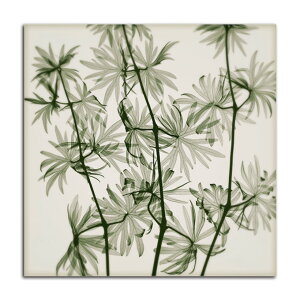 G   Wild Geranium SIZE mm 660*660  Ǌ| G ʐ^ CeA @ה gQ A[g ؍