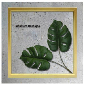 [tpl VFi`t[ t̃zCgy[p[2ʂ̃C[Wo CeA O[A[g ForestDeco Monstera Deliciosa2 Xe  ؍