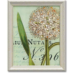 �y����N�[�|���z�z���z WildAppleStudio�u�{�^�j�[�N �u���[2�v SZ�� �� TVGN