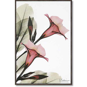 yX[p[SALEN[|z HANAE A[gpl Aʐ^ LoXugybg t[vS SZ  TVRP